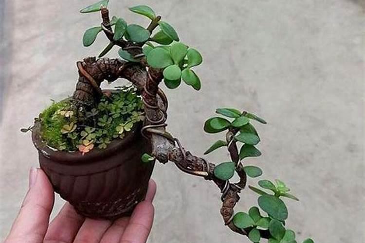 想请问盆景金枝玉叶施什么肥好？有哪些注意事项