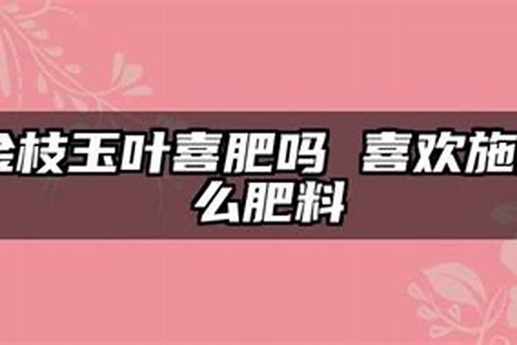 金枝玉叶喜肥吗 喜欢施什么肥料