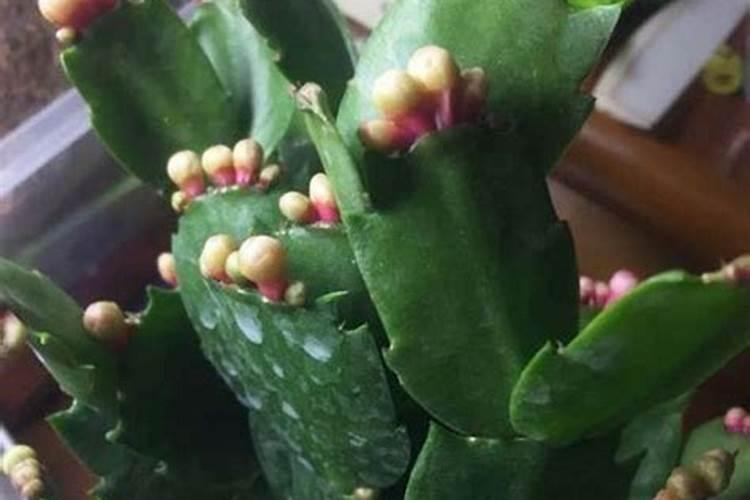 花椒籽可以用来当肥料养花吗？