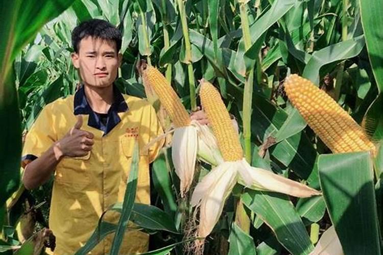 玉米在不同生长阶段对生长要求不同,如何进行合理管理？