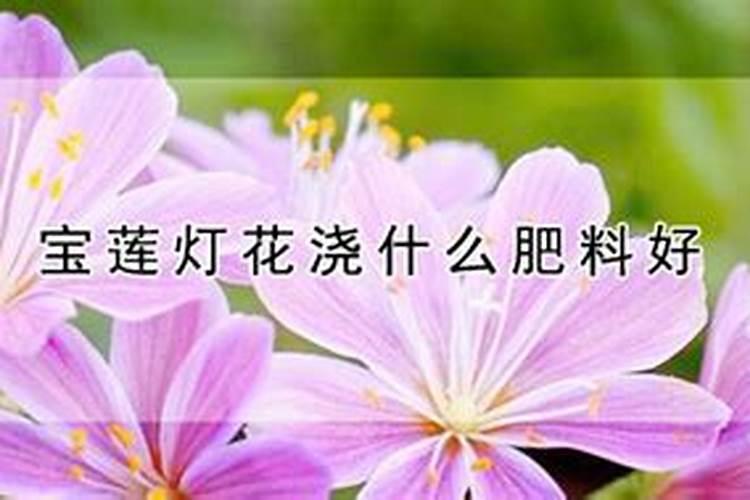 宝莲灯花浇什么肥料好
