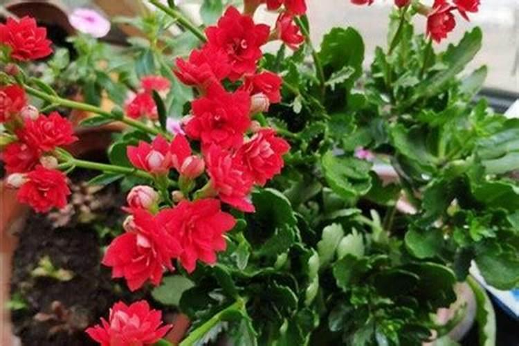 长寿花施肥方法,用什么肥好