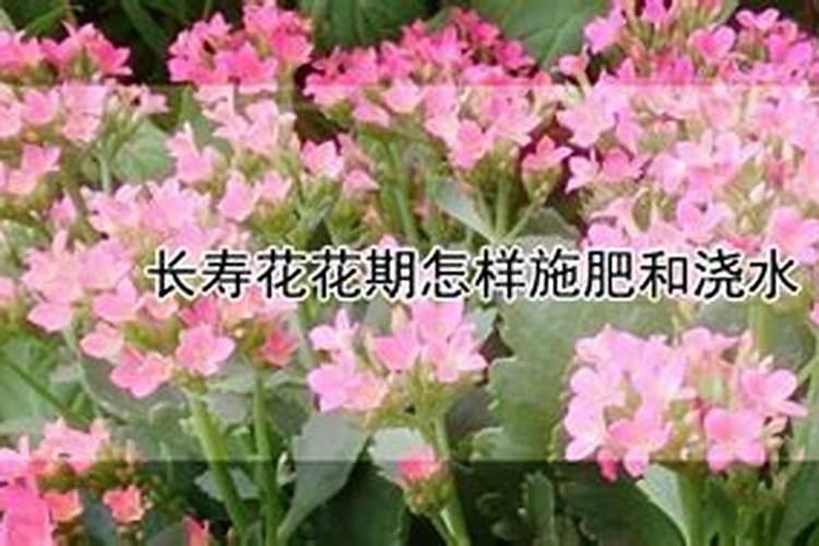 长寿花花期怎样施肥和浇水
