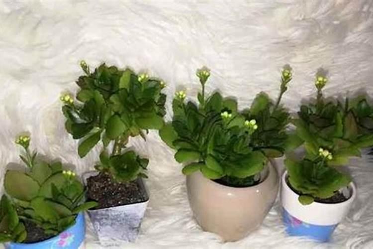长寿花肥用什么合适 肥料制作与使用方法