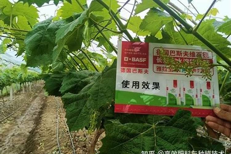 葡卜开花时能喷硼砂吗现在正是盛花期可喷硼砂吗