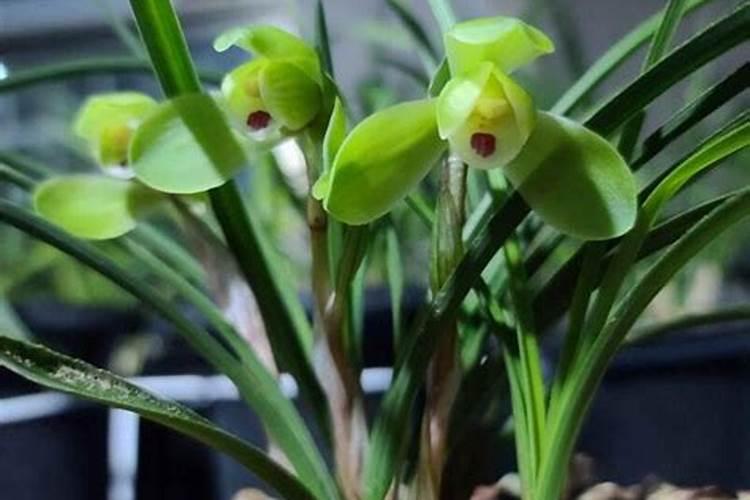 立春后可以给兰花施肥吗？