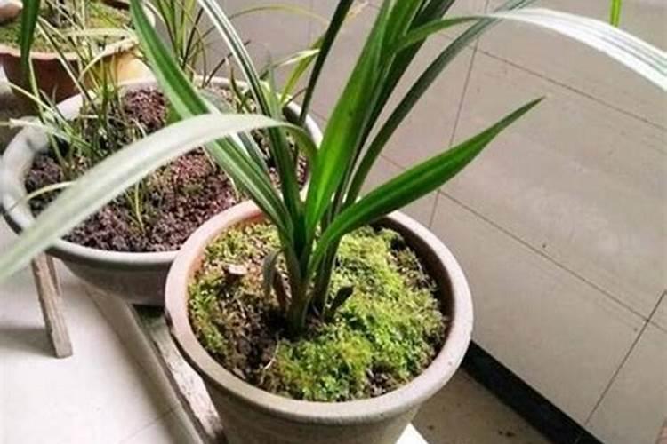 立春要不要给兰花施肥？