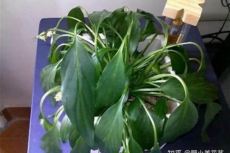 肥害后多久可以施肥？