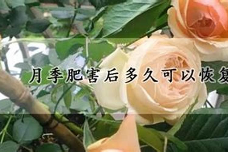 月季肥害后多久可以恢复