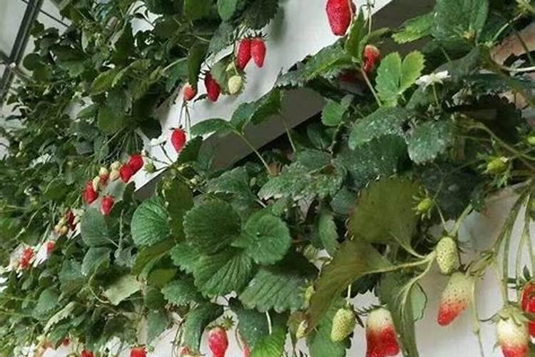 种草莓只用中量元素水溶液可以吗