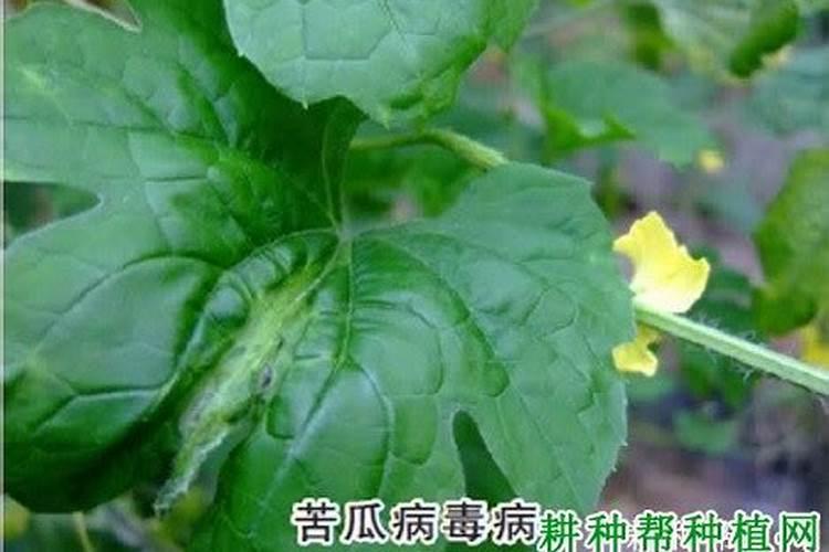 苦瓜这是什么病？需怎么药处理？