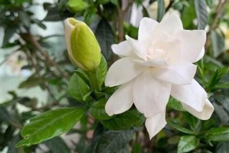 栀子花喜肥吗喜欢施什么肥料