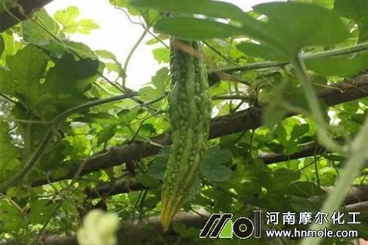 苦瓜下什么肥比较好？
