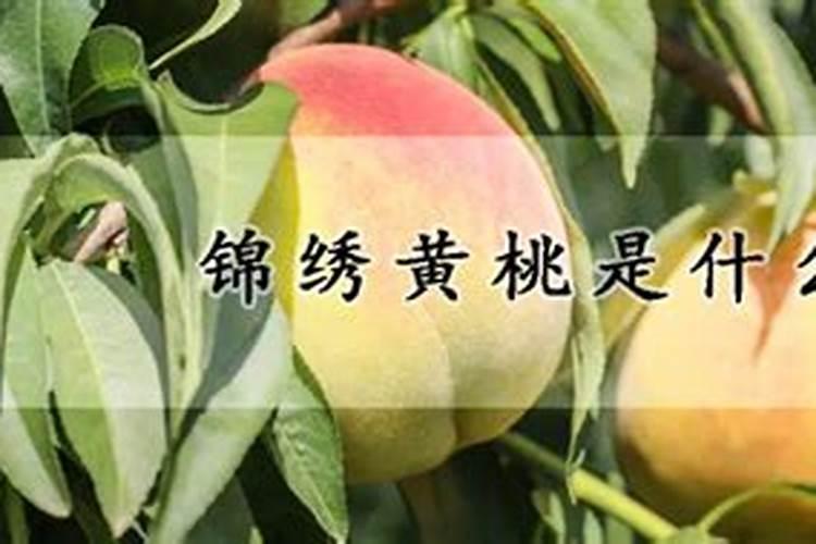 黄桃树怎么施肥最好