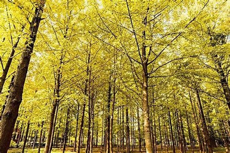 银杏树种植用什么肥料