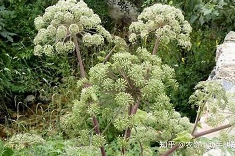 当归施什么叶面肥效果好？