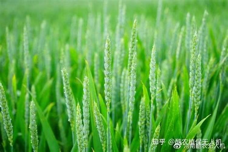 小麦追肥需用氮肥多还是磷肥多呢？