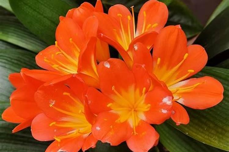 君子兰开花期要施肥吗？