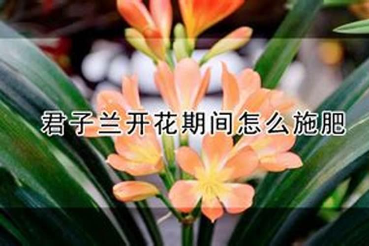 君子兰开花期间怎么施肥