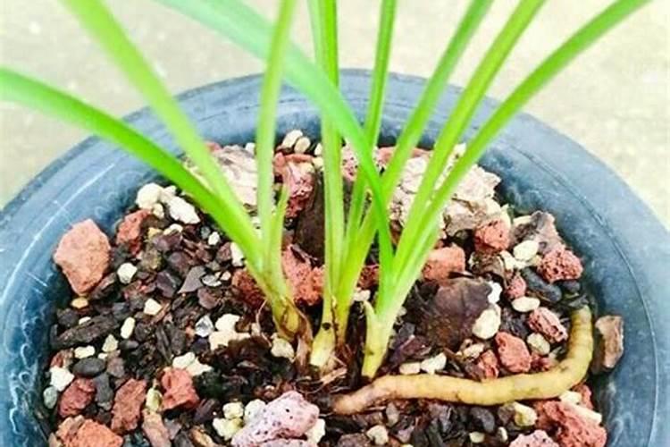 肉质根的兰科植物怎样喷叶面肥水？
