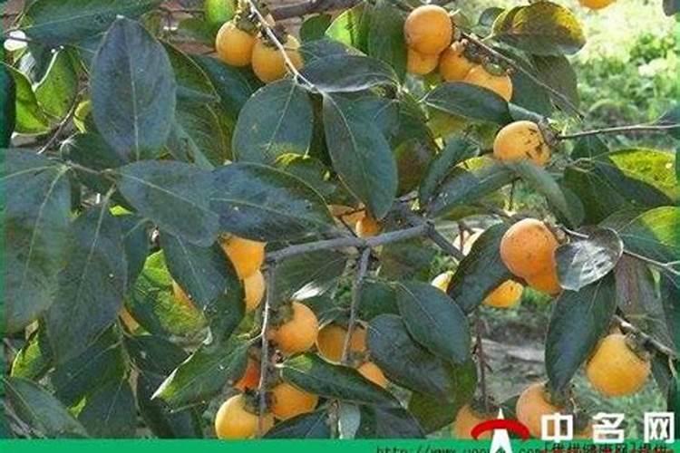 柿子什么时候施氮肥最佳时间？