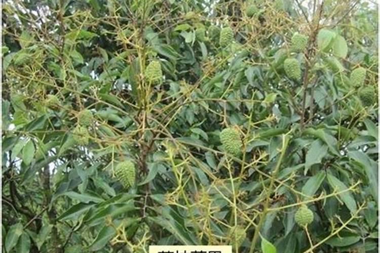 荔枝落果严重怎么补救 落果期用24D喷多少次