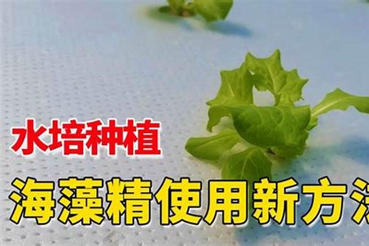 使用海澡精多少天生根