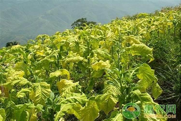 烤烟打顶后能不能喷钾肥水？