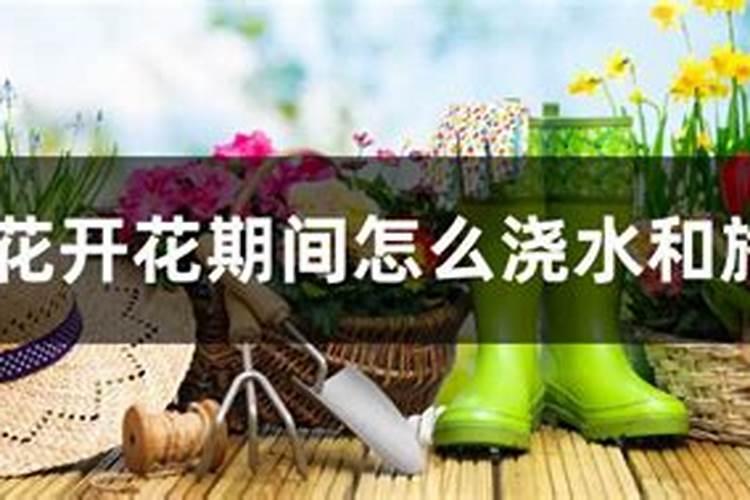 菊花开花期间怎么浇水和施肥
