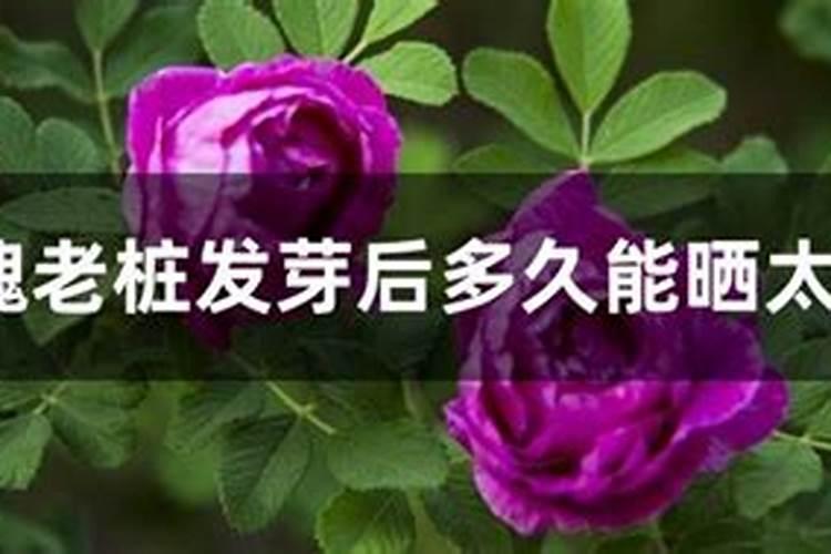 玫瑰老桩发芽后多久能晒太阳？