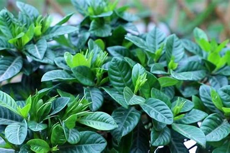 栀子花的花肥还可以给什么花用？