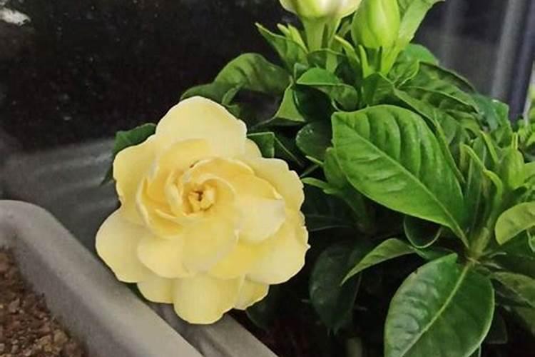 长寿花可以用栀子花的花肥吗？