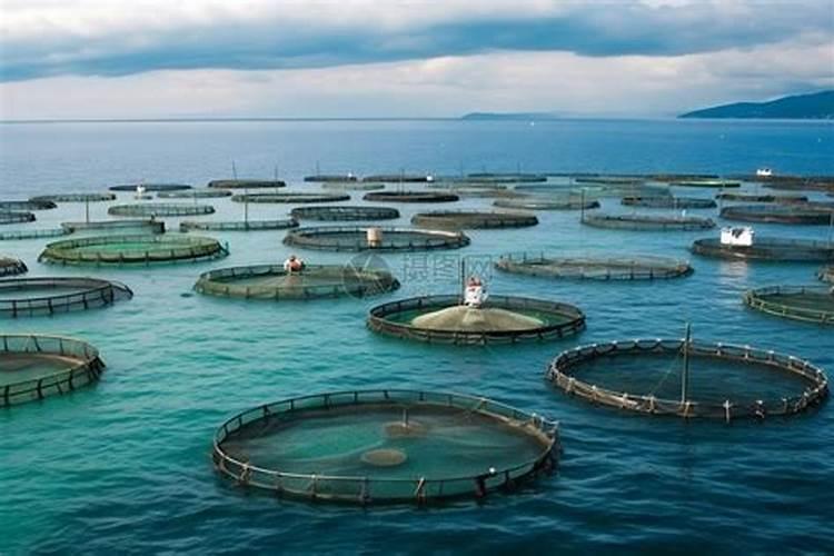 磷在水产养殖有很重要作用,那养殖户如何合理补磷呢？
