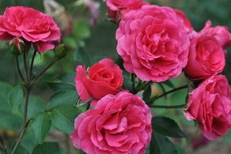 月季花怎么施肥 月季花施什么肥好