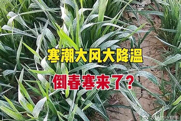 如何应对倒春寒对小麦的影响？