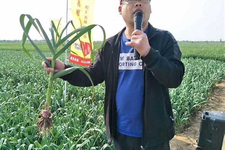 控释肥在直播田的使用方法