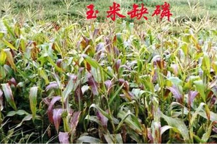 玉米缺磷会出现哪些症状？