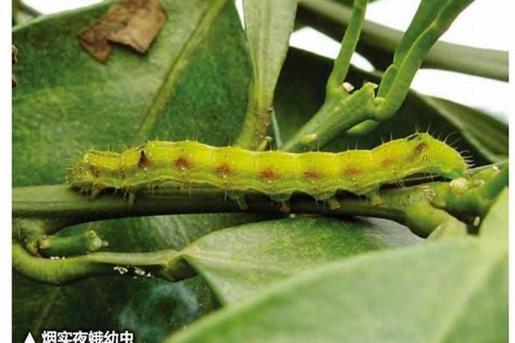 柑橘斜纹叶蛾在什么时间段有？？