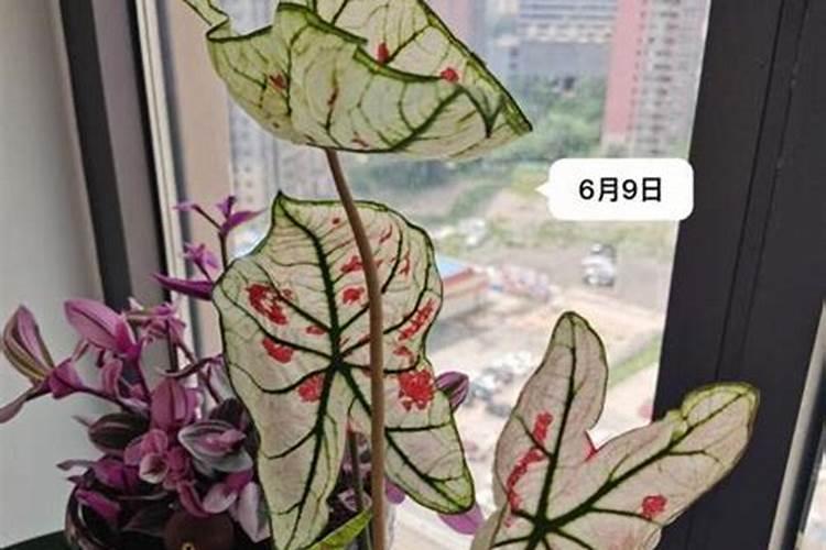 彩叶芋高钾肥怎样施用最好呢？