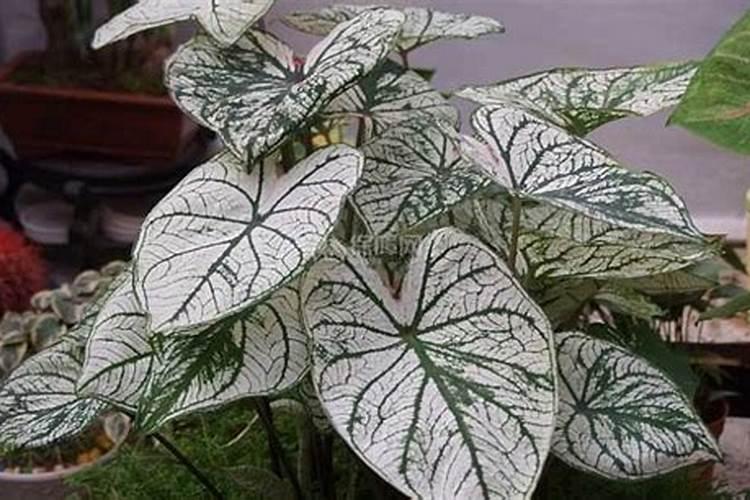 如何养好花叶芋,花叶芋的养殖方法
