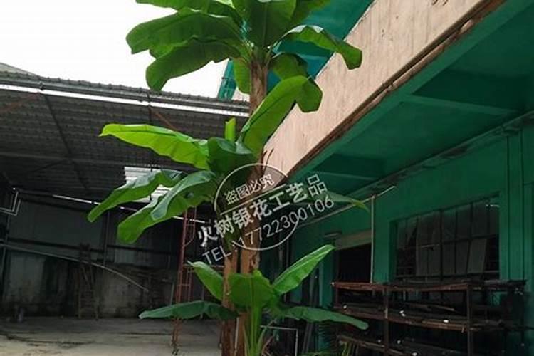 芭蕉树一般施什么肥料？