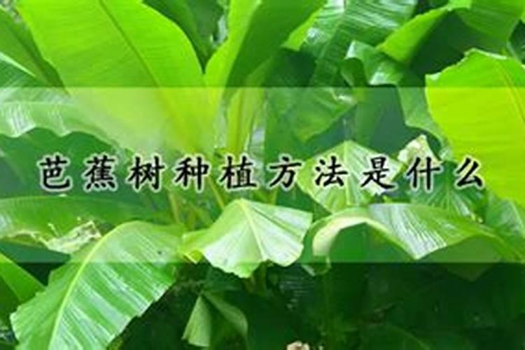 芭蕉树种植方法是什么