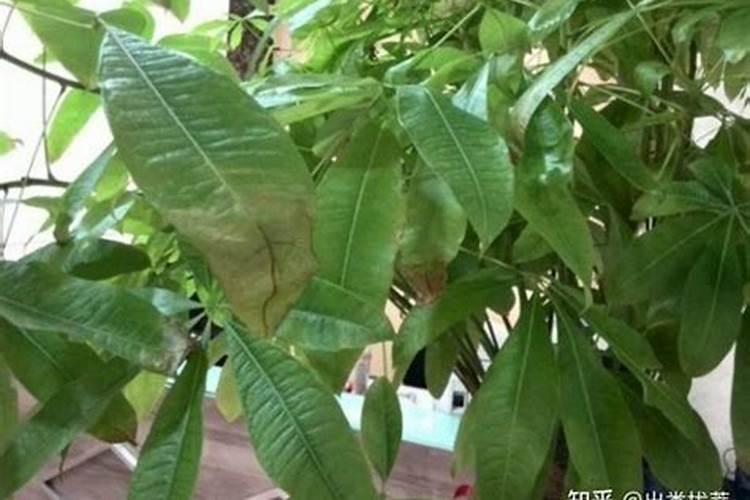 芭蕉树叶子黄怎么办