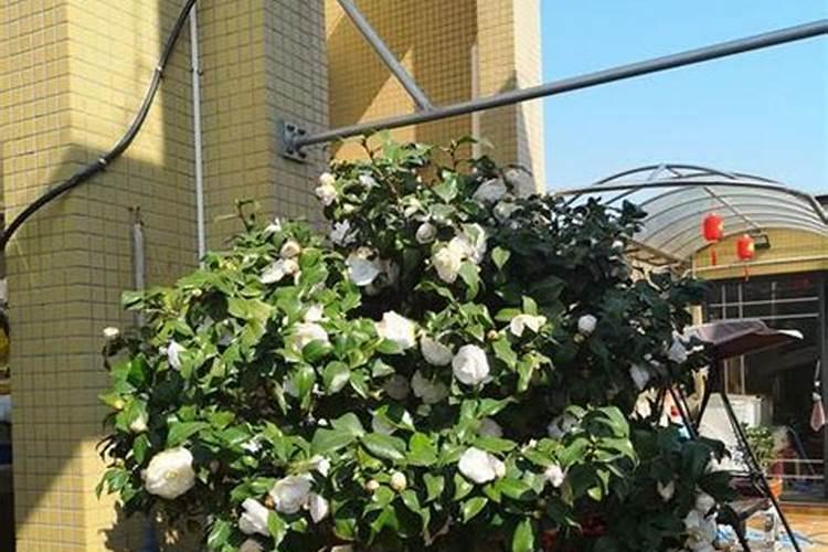 山茶花进入一月份如何养护？