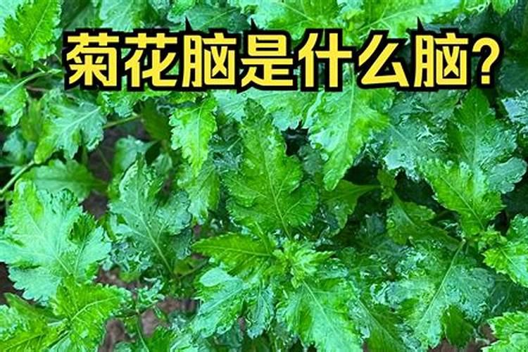 菊花脑喜欢什么肥料？
