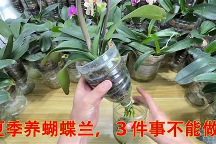 夏季养护蝴蝶兰不能做的事情