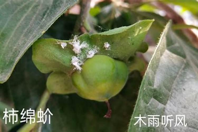 花椒树生虫怎么办