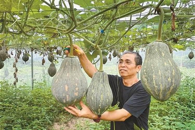 如何才能成功种出南瓜？