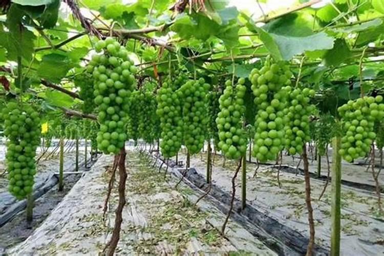 葡萄上色期施肥方法
