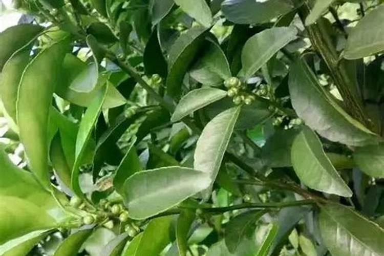 柑橘肥料过重有哪些症状